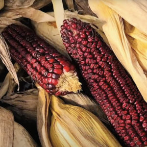 Two ears of Jimmy Red corn heirloom maize on Doc Brown Farm