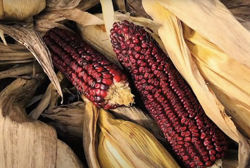 Two ears of Jimmy Red corn heirloom maize on Doc Brown Farm