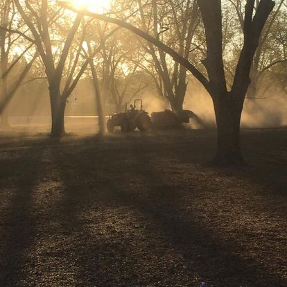 Georgia pecan orchard