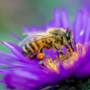 Honey bee on a purple flower, close up